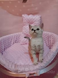 Cuccioli di scottish
