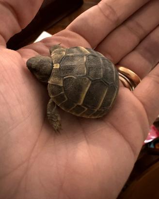 Tartarughe
