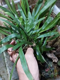 Felce Pyrrosia lanceolata