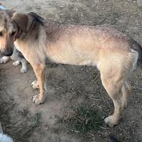 Cane taglia media grande