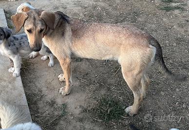 Cane taglia media grande