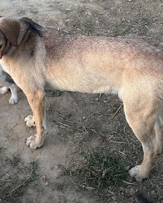 Cane taglia media grande