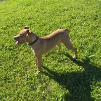 Pitbull 7 mesi