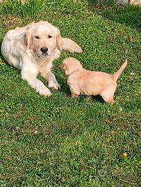 Cuccioli di Golden retriever con pedigree