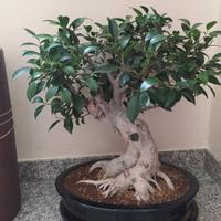 bonsai
