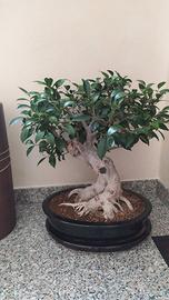 bonsai