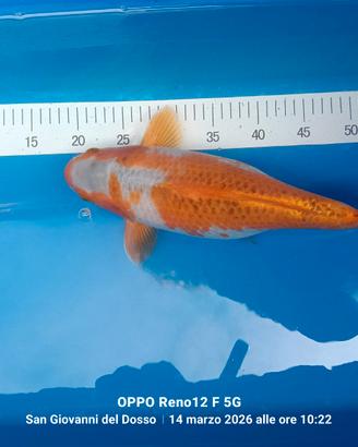 Carpe koi