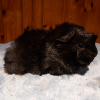 Cucciolo cavie peruviane