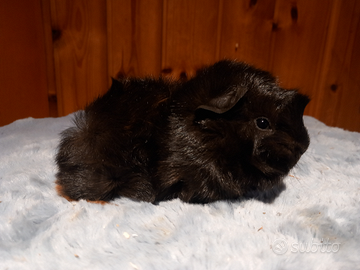 Cucciolo cavie peruviane