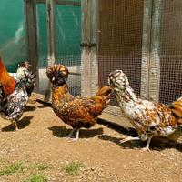 Gallina padovana