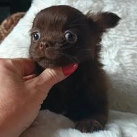 Chihuahua cuccioli chocolate