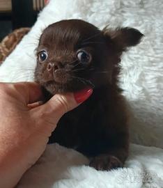 Chihuahua cuccioli chocolate