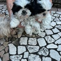 Cuccioli di Shih Tzu