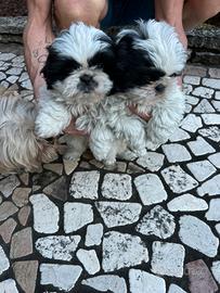 Cuccioli di Shih Tzu