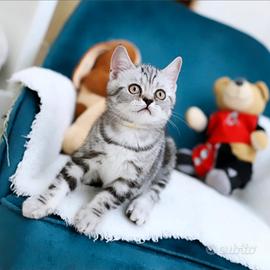 Gattino British shorthair scottish