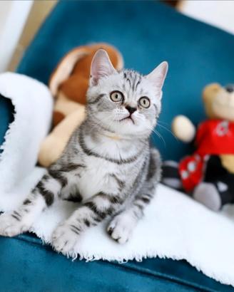 Gattino British shorthair scottish