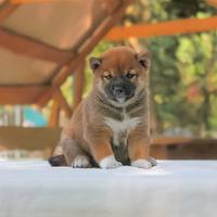 Shiba Inu Cucciola