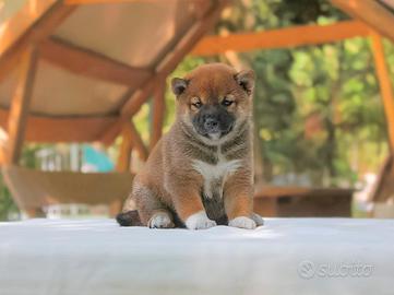 Shiba Inu Cucciola