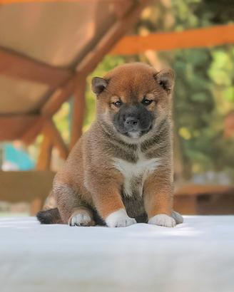 Shiba Inu Cucciola