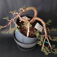 pre bonsai cipresso