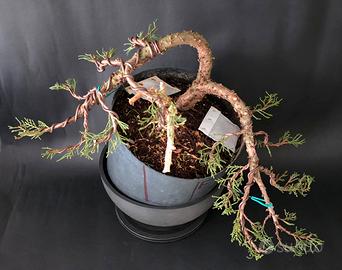 pre bonsai cipresso
