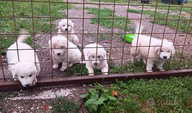 cuccioli pastore maremmano 