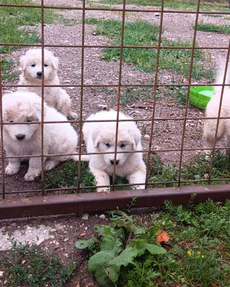 cuccioli pastore maremmano 