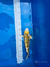 Carpe koi