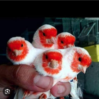 Canarini mosaici rossi