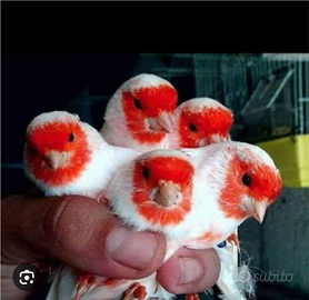 Canarini mosaici rossi