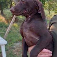 Cuccioli di bracco tedesco