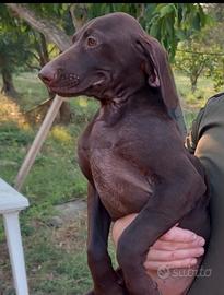 Cuccioli di bracco tedesco