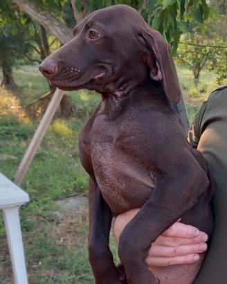 Cuccioli di bracco tedesco
