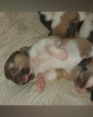 Cuccioli pastore scozzese