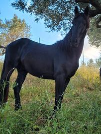 Cavallo frisone