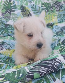Cucciolino west highland white terrier
