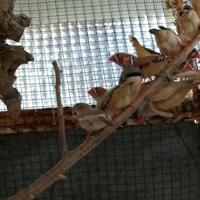 Bengalini diamanti mandarini