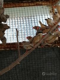 Bengalini diamanti mandarini