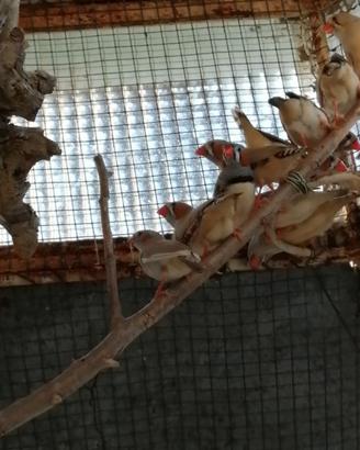 Bengalini diamanti mandarini