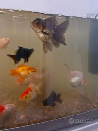 Gold fish