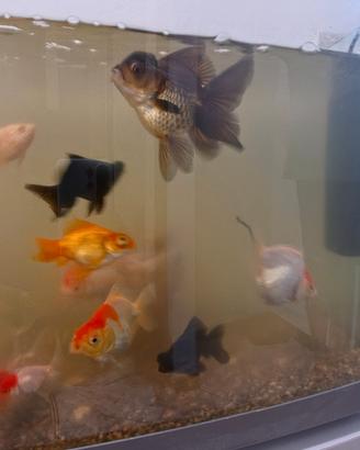 Gold fish