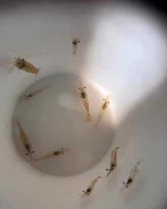 Gamberetti d'acqua dolce