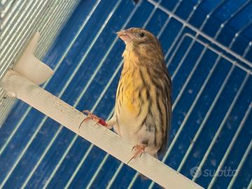 Verzellina cresciuta a mano
