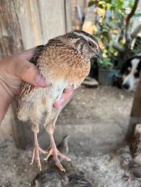 Quaglie jumbo maschi 2/3 mesi