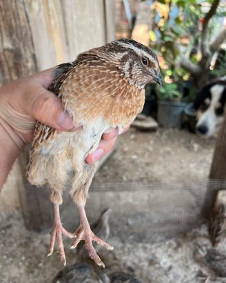 Quaglie jumbo 2/3 mesi