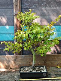 Bonsai Acero Palmato Yamamomiji 