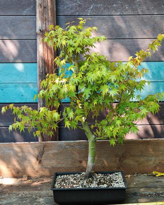 Bonsai Acero Palmato Yamamomiji 