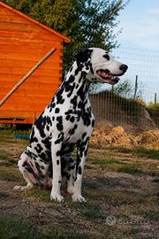 Femmina Dalmata pedigree