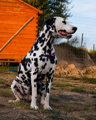 Femmina Dalmata pedigree