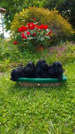 Cuccioli di Cocker